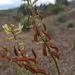 Astragalus eremiticus - Photo (c) Ashley Duval,  זכויות יוצרים חלקיות (CC BY-NC), הועלה על ידי Ashley Duval
