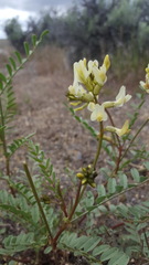 Astragalus eremiticus