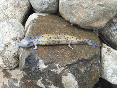 Necturus maculosus