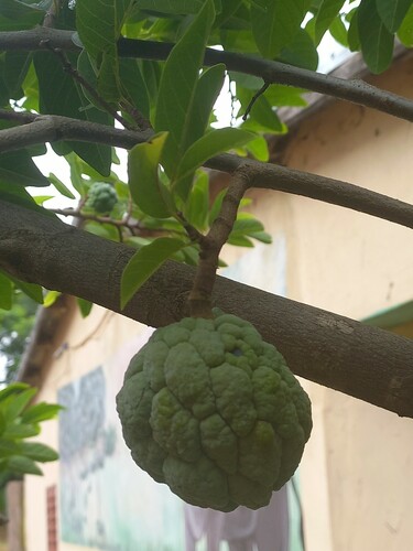 Sweetsop