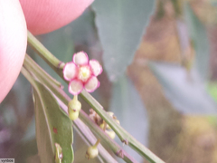 Maytenus acuminata acuminata