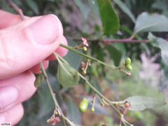 Maytenus acuminata acuminata