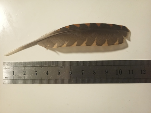 Plume de Bécasse des bois