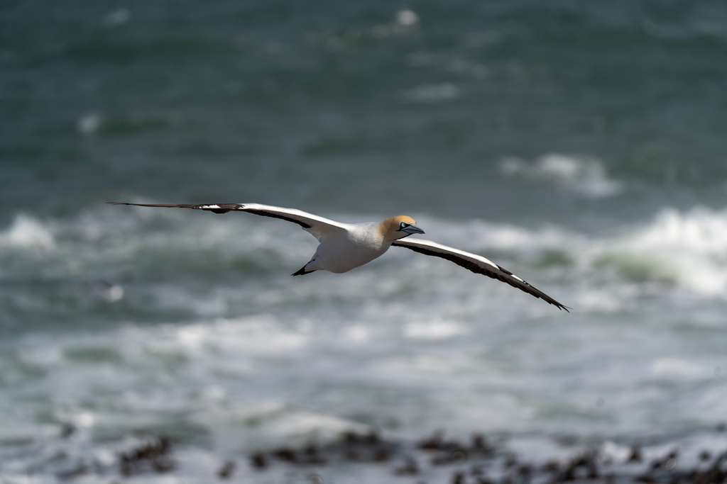 Cape gannet gliding over breaking waves