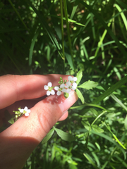 Nasturtium microphyllum