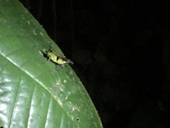 Xiphiola cyanoptera