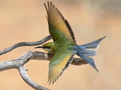 Swallow-Tailed Bee-Eater photo 2