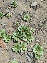 Eriogonum apiculatum