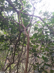 Maytenus acuminata acuminata