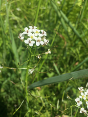 Nasturtium microphyllum