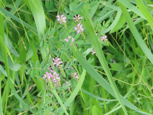 Image of Indigofera pseudotinctoria by (c) mami_t_t, some rights reserved (CC BY)