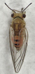 Calophya schini