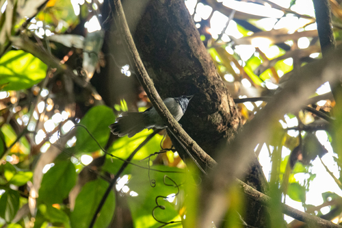 iNaturalist image