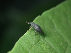 Magdalis ruficornis