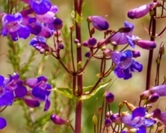 Penstemon spectabilis spectabilis