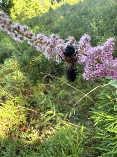 Sculptured Resin Bee photo 6