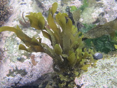 Dictyota kunthii