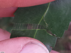 Maytenus acuminata acuminata