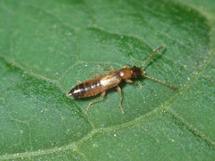 Anthophagus angusticollis