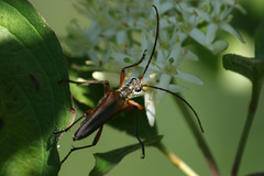 Stenocorus meridianus