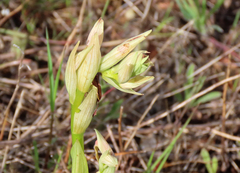Serapias strictiflora