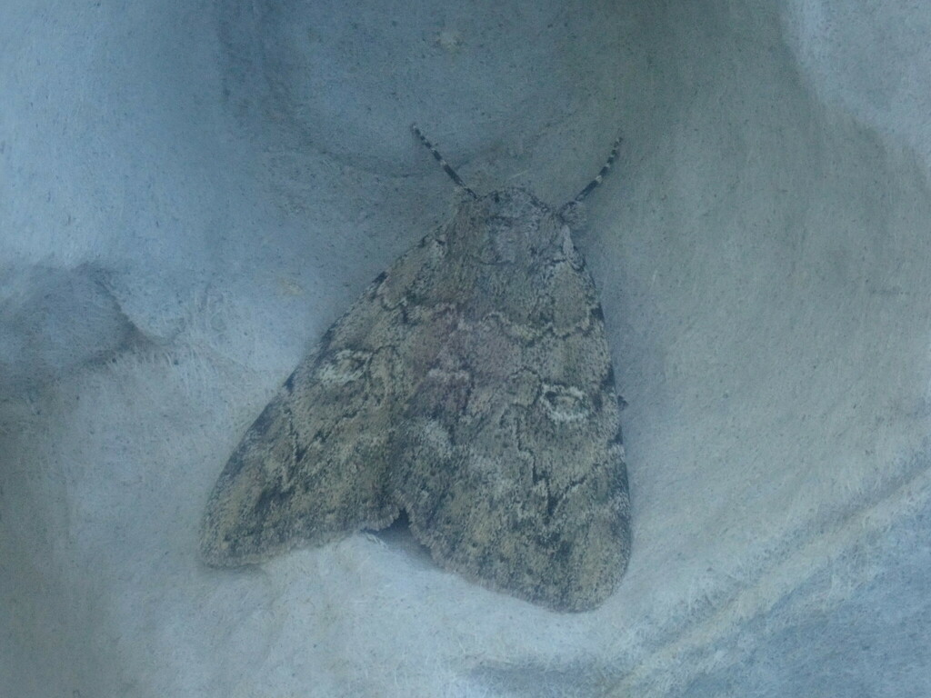 Judith's Underwing