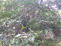 Maytenus acuminata acuminata