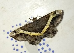 Chiasmia nora