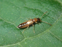 Anthophagus angusticollis