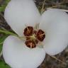 iNaturalist observation photo of Catalina mariposa lily