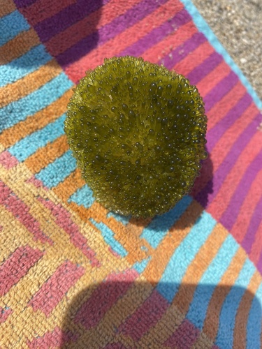 Valonia aegagropila observed 2024-07-19