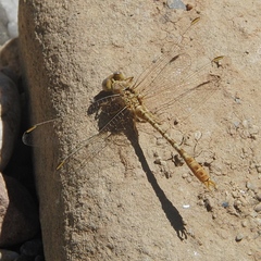 Onychogomphus costae