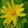 iNaturalist observation photo of canyon sunflower