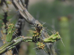 Centris flavofasciata