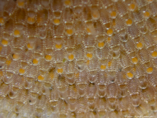 Representative image of Membraniporella nitida