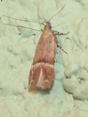 Eudactylota iobapta