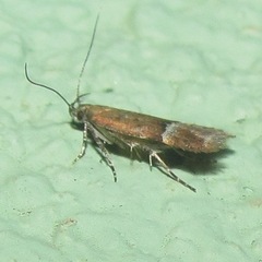 Eudactylota iobapta