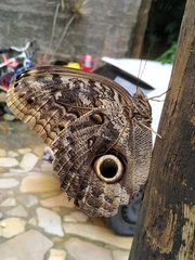 Caligo