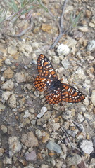 Euphydryas anicia wheeleri