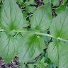 iNaturalist observation photo of flowering plants