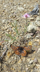 Euphydryas anicia wheeleri