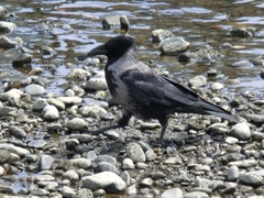 Corvus