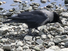 Corvus