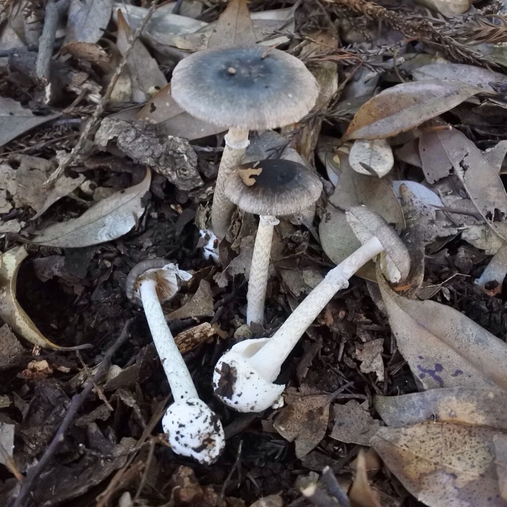 East Asian Brown Death Cap