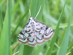 Nymphula nitidulata