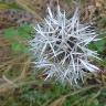 iNaturalist observation photo of silverpuffs