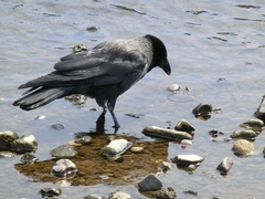 Corvus