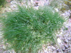 Chaetomorpha aerea