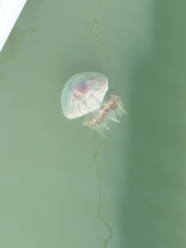 Mushroom Jelly photographed in New Jersey