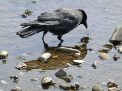 Corvus
